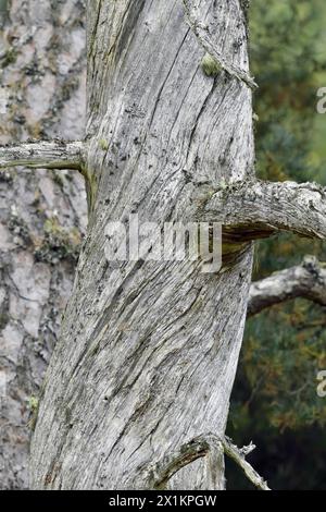 PIN sylvestre (Pinus sylvestris) gros plan du grain de bois exposé sur un arbre mature et mort, forêt indigène Glen Strathfarrar, Inverness-Shire, Écosse, Banque D'Images