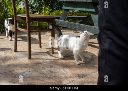 Chats heureux sur la terrasse d'un immeuble résidentiel dans un cadre verdoyant Banque D'Images