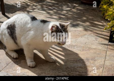 Chats heureux sur la terrasse d'un immeuble résidentiel dans un cadre verdoyant Banque D'Images