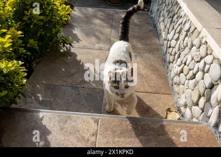 Chats heureux sur la terrasse d'un immeuble résidentiel dans un cadre verdoyant Banque D'Images