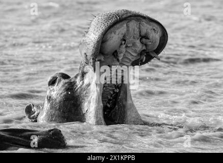 Hippopotame dans l'habitat d'Afrique australe Banque D'Images