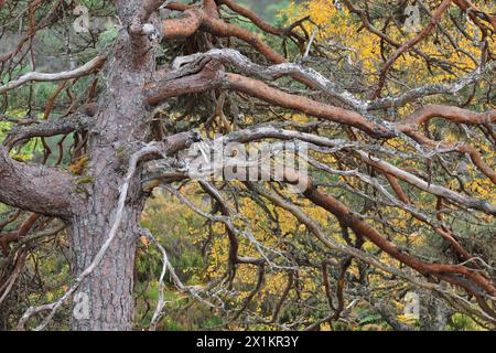 Section de pin sylvestre (Pinus sylvestris) de 'pin grand-père' mature poussant dans une ancienne forêt indigène contre les couleurs automnales des bouleaux argentés. Banque D'Images