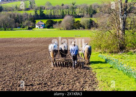 Agriculteur labourant un champ avec des chevaux lourds, Weald & Downland Living Museum, West Sussex, Angleterre Banque D'Images