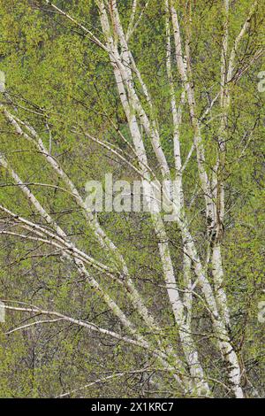 Bouleau argenté (Betula pendula) feuillage vert frais au printemps, Inverness-shire, Écosse, avril Banque D'Images