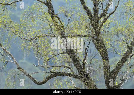 Bouleau argenté (Betula pendula) feuillage vert frais au printemps, Inverness-shire, Écosse, avril Banque D'Images