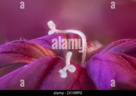 Photographie macro de pétales et d'étançons roses japonais (Dianthus chinensis) Banque D'Images