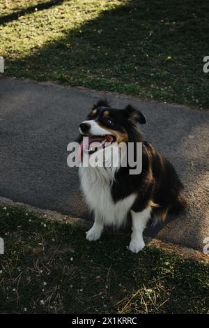 Un berger australien est assis sur un chemin dans un parc de printemps. Un beau chien charmant pose pour une promenade. Portrait en pied d'un animal de compagnie, vue d'en haut. Banque D'Images