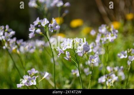 Bourgeons d'une Mayflower (Cardamine pratensis). Banque D'Images