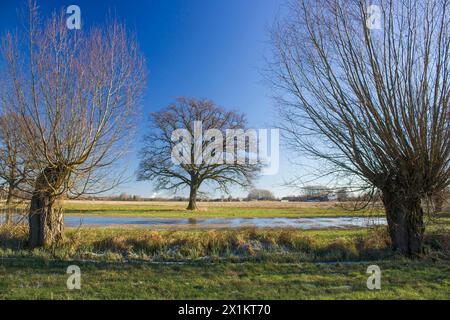 Paysage de campagne allemand avec des arbres en hiver, région du Bas-Rhin, Allemagne Banque D'Images