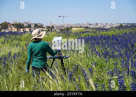 Un peintre dans un champ de lupin bleu à Jérusalem, Israël, par une journée ensoleillée. Banque D'Images