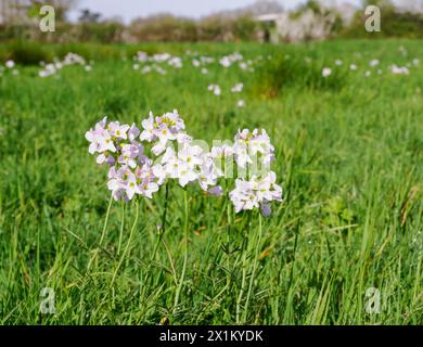 Lady's Smock ou fleur de Cuckoo Cardamine pratensis fleurissant dans une prairie humide du Somerset au début du printemps Banque D'Images