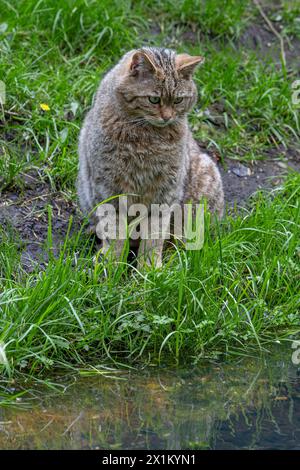 Chat sauvage européen / chat sauvage (Felis silvestris silvestris) assis sur la rive de l'étang / rive du lac regardant les poissons et les grenouilles dans l'eau Banque D'Images