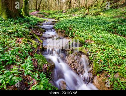 Ruisseau traversant Tanpit Wood dans la région de Gordano à East Somerset UK au début du printemps Banque D'Images