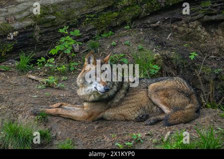 Loup eurasien / loup gris (Canis lupus lupus) reposant à l'entrée de la tanière en forêt Banque D'Images