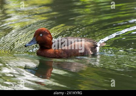 Canard ferrugineux / pochard ferrugineux / pochard commun aux yeux blancs / pochard aux yeux blancs (Aythya nyroca) mâle nageant dans un étang Banque D'Images