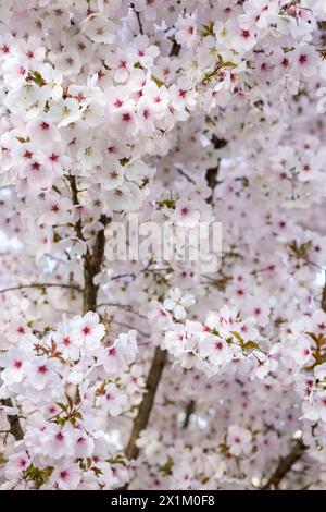 Petit arbre plein de fleurs de cerisier en floraison printanière pendant une courte période. Banque D'Images