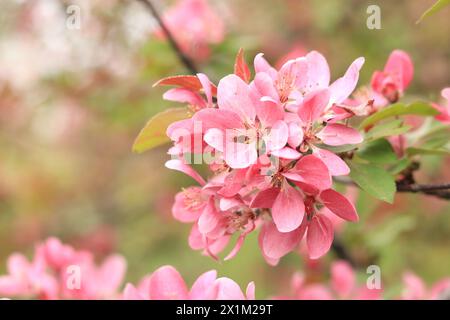 Fleurs de pommier roses en gros plan. Fond de printemps avec des fleurs. Nature. Gros plan de fleurs roses sur un arbre. Pommier fleurissant avec des fleurs roses Banque D'Images