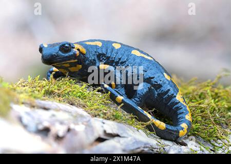 Foyer de salamandre de feu (Salamandra salamandra), image d'amphibien dans l'habitat naturel Banque D'Images