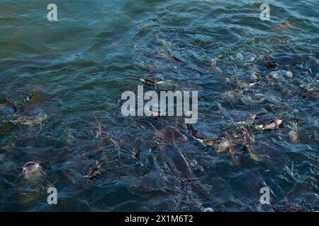 Des dizaines de poissons-chats montent à la surface de l’eau pour manger des granulés, en Indonésie Banque D'Images