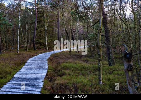 chemin de mouillage, passerelle dans une lande Banque D'Images