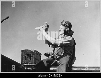 Un avion Hudson survole Heligoland avec un opérateur sans fil qui s'occupe des pigeons de porte-avions, qui sont transportés pour assurer la communication en cas d'atterrissage forcé pendant les opérations de la RAF. Banque D'Images