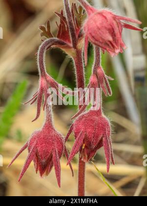 Fumée des Prairies (Geum triflorum) AKA : avens à trois fleurs, ou moustaches du vieil homme 23 avril 2023 Banque D'Images