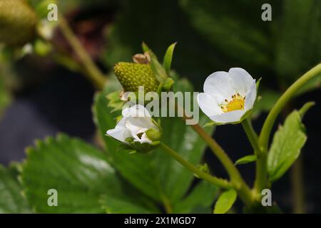 Fleur blanche sur plante de fraise en fleurs (Fragaria x ananassa) Banque D'Images