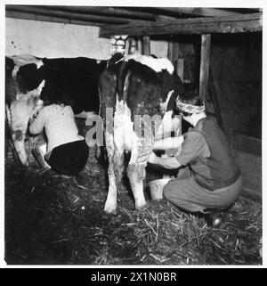 CIVILS ALLEMANDS SOUS LE GOUVERNEMENT MILITAIRE - traite des vaches sur l'une des fermes, armée britannique, 21e groupe d'armées Banque D'Images