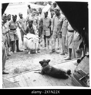 PIONNIERS INDIENS AVEC LA HUITIÈME ARMÉE - 'Trixie' l'une des mascottes, est assis à l'ombre et regarde 'Haifa' la chèvre être caressée par les hommes, l'armée britannique Banque D'Images