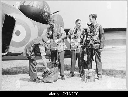 L'équipage d'un Lockheed Hudson survole Heligoland. Les postes d'équipage comprennent le navigateur, le pilote, l'opérateur sans fil et le tireur arrière, qui exécutent des tâches opérationnelles pendant le vol. Banque D'Images