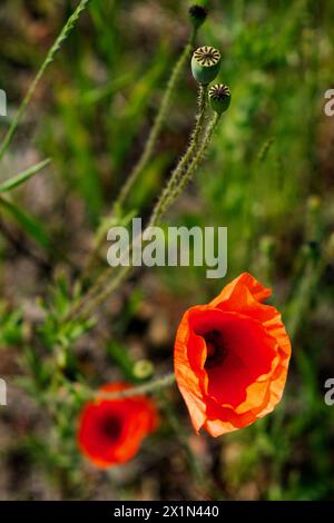 Deux coquelicots rouge vif se détachent au milieu de la verdure. Banque D'Images