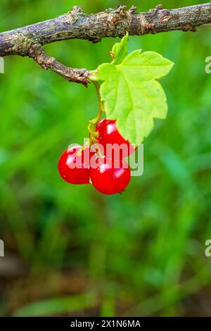 Un gros plan de baies rouges brillantes au milieu de feuilles vertes sur un buisson. Banque D'Images