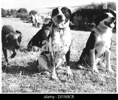 VISITE DE LA BRIGADE IRLANDAISE EN AFRIQUE DU NORD - Boy, Rob, Rex et Tank After Exercise, British Army Banque D'Images