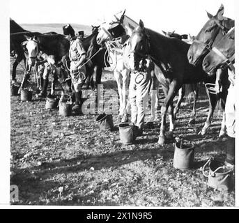 FORCE FRONTALIÈRE TRANSJORDANIENNE - nourrir et arroser les chevaux du régiment, armée britannique Banque D'Images