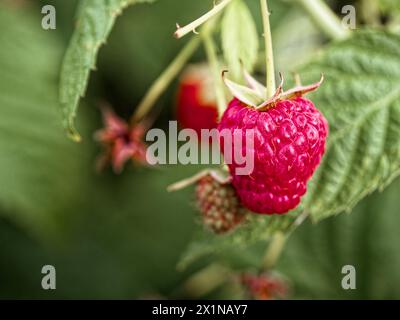 Cette image présente une framboise rouge juteuse à côté d'une framboise verte, entourée de feuilles luxuriantes, parfaite pour le contenu nutritionnel et agricole. Banque D'Images