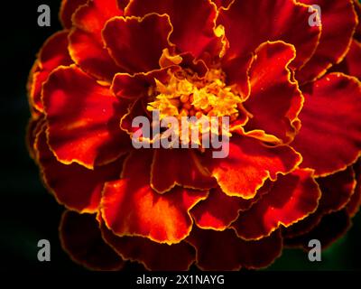 Contraste floral : gros plan rouge et jaune ; fond sombre mettant en évidence des couleurs éclatantes. Utilisations : études botaniques, guides de jardinage, image décorative Banque D'Images