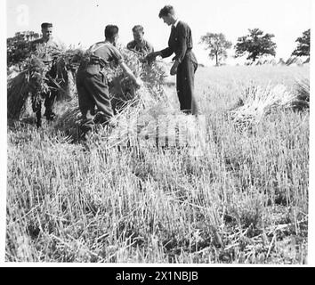 LES TROUPES AIDENT LES AGRICULTEURS À RÉCOLTER - les troupes aidaient joyeusement l'agriculteur à récolter cette grande récolte de maïs. Ici, certains d'entre eux rassemblent les gerbes de maïs, British Army Banque D'Images