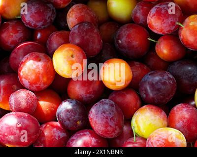 Un mélange vibrant de prunes fraîches dans différentes nuances de rouge, orange et jaune. Idéal pour les blogs alimentaires ou les guides nutritionnels. Banque D'Images