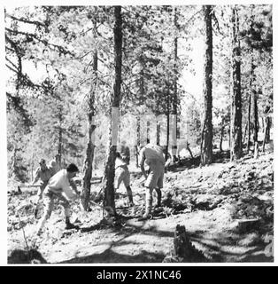 Un parti de la compagnie forestière de la Cyprus Volunteer Force abaisse des pins, armée britannique. Banque D'Images