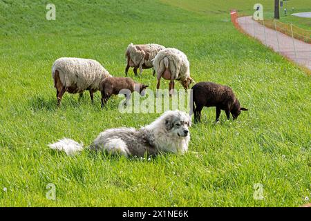 Chien gardien du bétail protégeant les moutons, les agneaux, la digue de l'Elbe près de Bleckede, basse-Saxe, Allemagne Banque D'Images