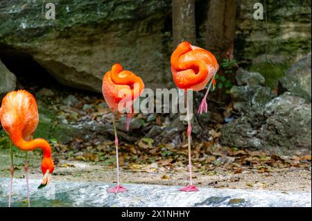 Flamingo, volière de Xaman Ha, Playa del Carmen, Mexique Banque D'Images