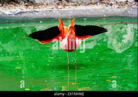L'arrière d'un Flamingo, Xaman Ha Aviary, Playa del Carmen, Mexique Banque D'Images