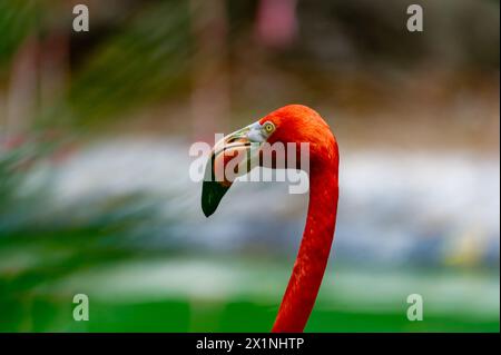 Flamingo, volière de Xaman Ha, Playa del Carmen, Mexique Banque D'Images
