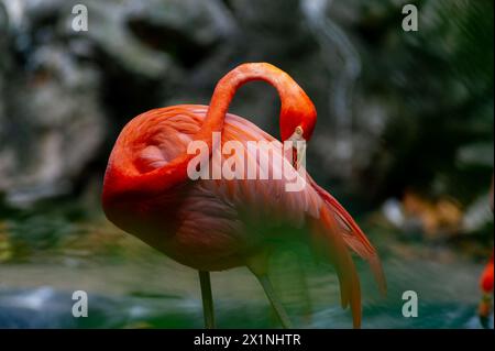 Flamingo, volière de Xaman Ha, Playa del Carmen, Mexique Banque D'Images