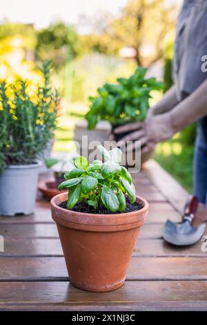 Plante d'herbe de basilic en pot dans un pot de fleur en terre cuite. Plantation et jardinage au printemps Banque D'Images