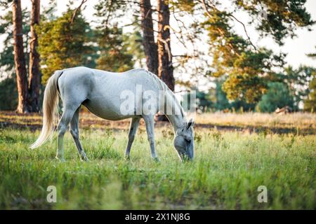 Cheval blanc sur le pâturage dans la forêt. Mare pâturant de l'herbe à l'extérieur Banque D'Images