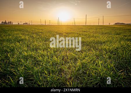 Rétroéclairage grand angle au coucher du soleil dans un champ de blé dans la vallée du Pô, de nombreux poteaux électriques pour la distribution d'énergie dans la campagne. Province de Bologne, Banque D'Images