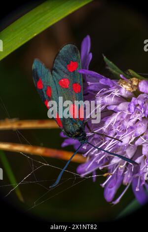 Zygaena ephialtes famille Zygaenidae genre Zygaena Burnet papillon nature sauvage photographie d'insectes, image, papier peint Banque D'Images