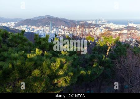 Paysage avec des pins dans le parc de montagne de la ville de Busan, Corée du Sud Banque D'Images