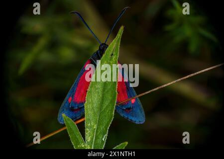 Zygaena ephialtes famille Zygaenidae genre Zygaena Burnet papillon nature sauvage photographie d'insectes, image, papier peint Banque D'Images